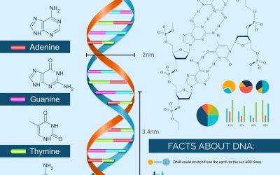 DNA scientific research infographics set with charts and diagrams vector illustration